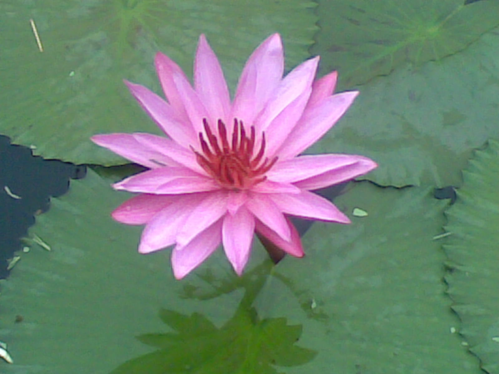 Foto Bunga  Teratai  Water Lily Pictures Jangan Lebay 