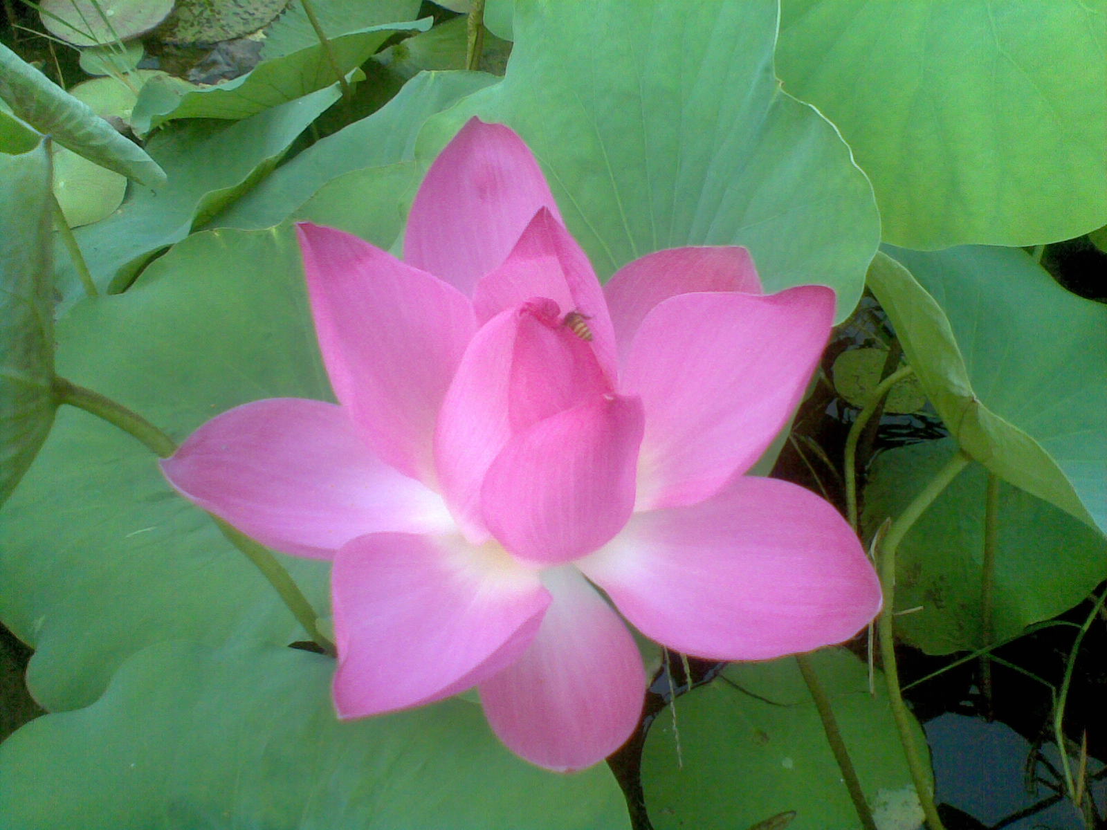 Foto Bunga Teratai Water Lily Pictures Jangan Lebay Jangan Asal