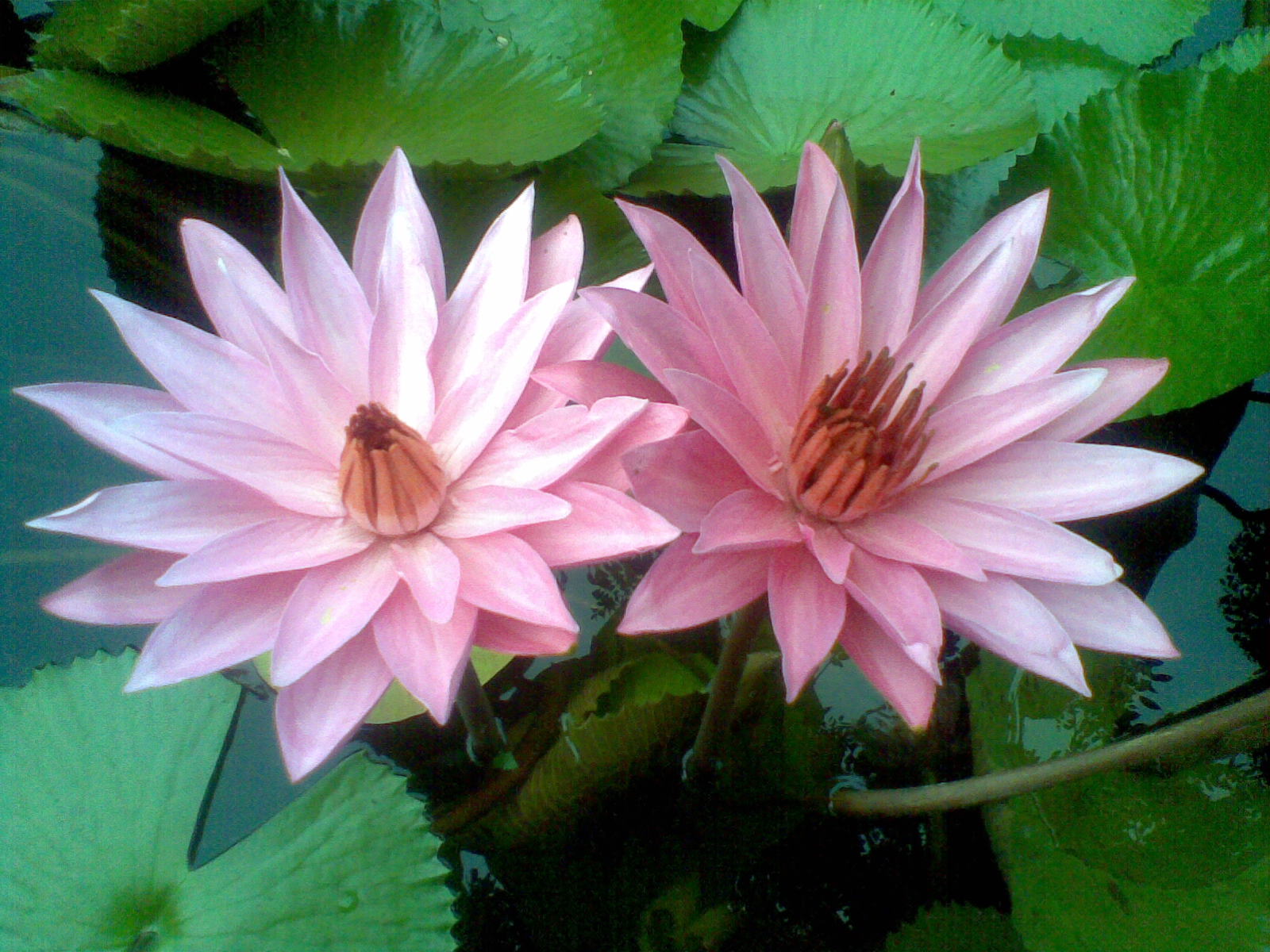 Foto Bunga  Teratai  Water Lily Pictures Jangan Lebay 