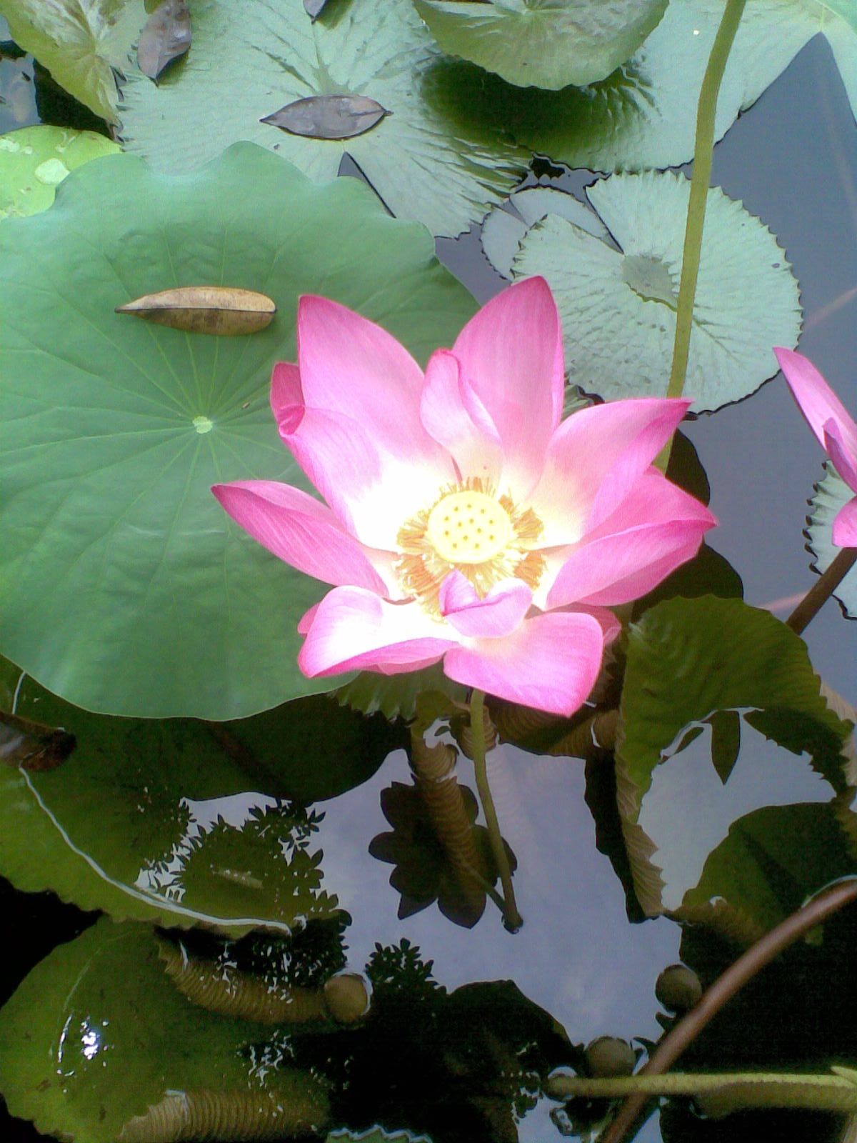  Foto  Bunga  Teratai  Water Lily Pictures Jangan Lebay 